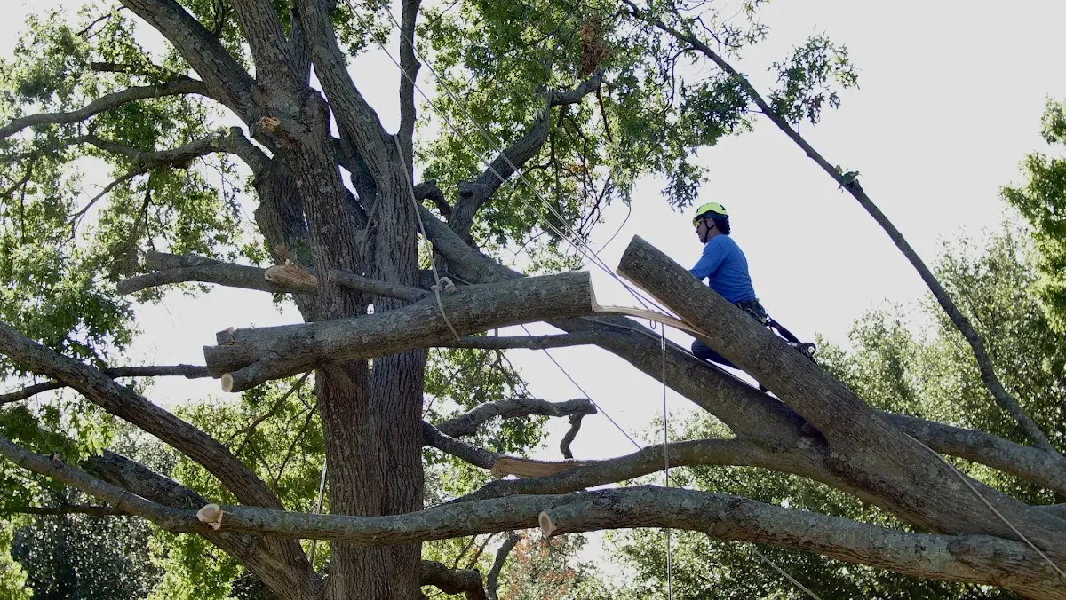 Professional Crown Thinning performed by certified arborists in Tippecanoe