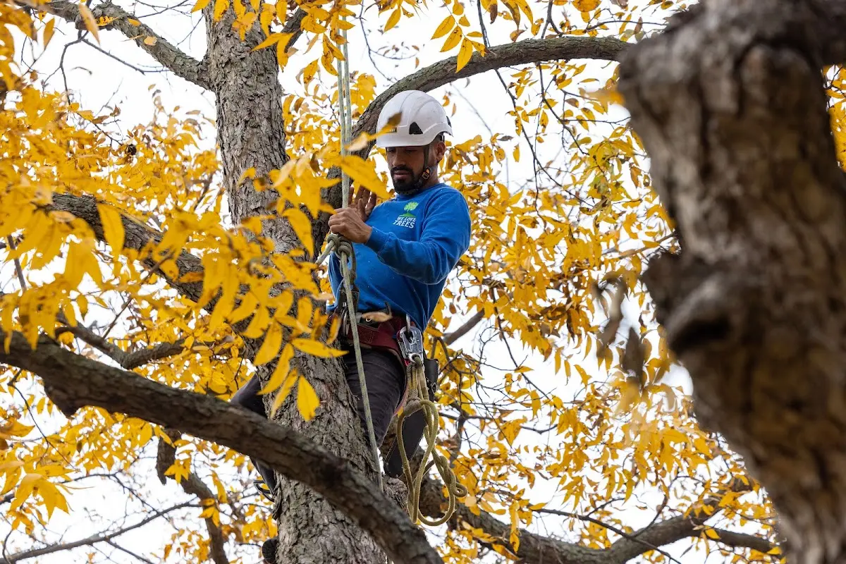 Skilled Storm Damage Cleanup crew working in Tippecanoe